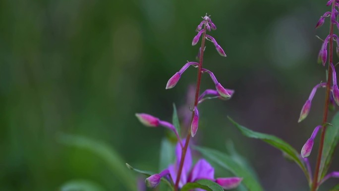 柳兰 花 植株 紫色花 花蕾