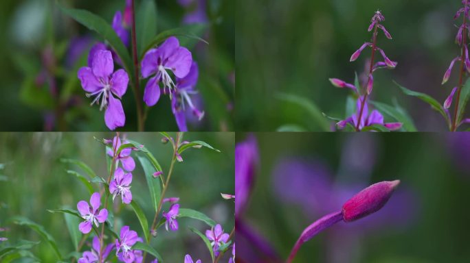 柳兰 花 植株 紫色花 花蕾