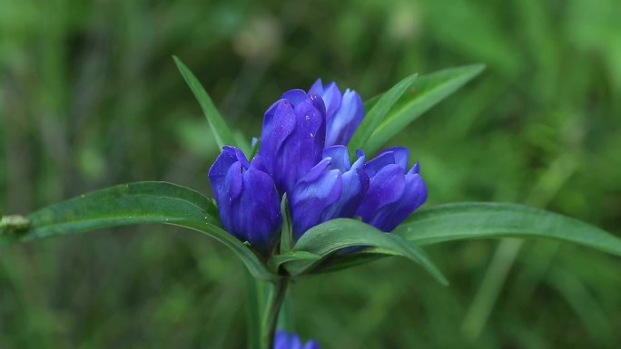 龙胆 龙胆草 龙胆属 花 叶 植株