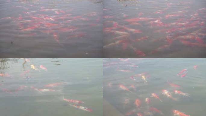 长安公园湖边一群金鱼和鸭子水中游动玩耍