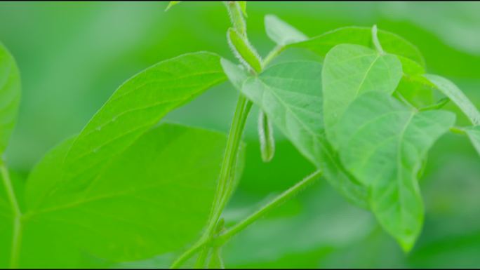 农业温室大棚现代智慧有机蔬菜科学种植灌溉