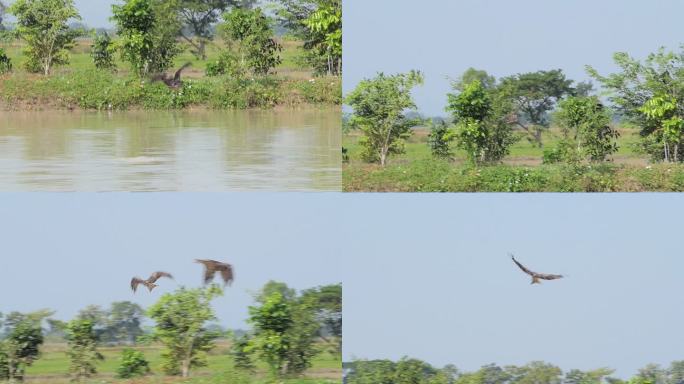黑耳风筝抓鸡肠雄鹰飞翔湿地蓝天生态动物保