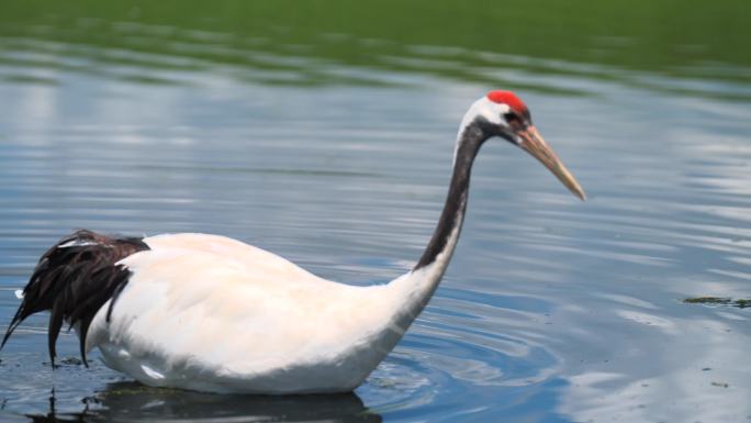 扎龙国家自然保护区湿地丹顶鹤升格