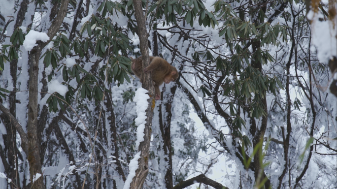大雪后峨眉山树林中的猴子