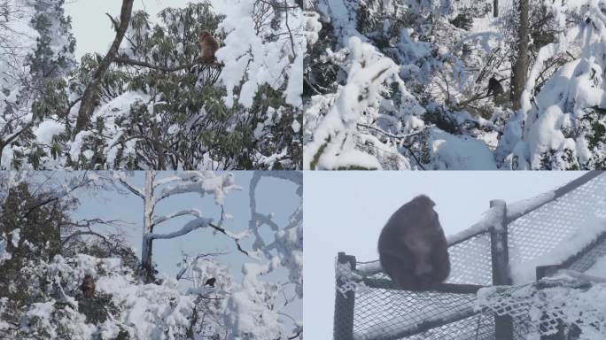 大雪后峨眉山树林中的猴子