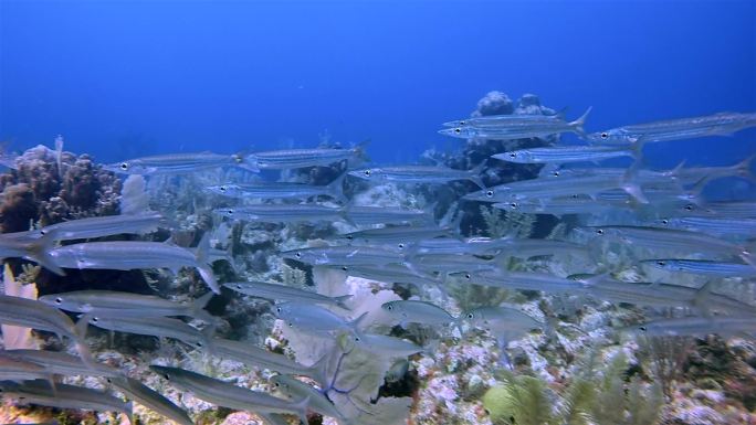 墨西哥金塔纳罗奥，阿库马尔湾附近的加勒比海大玛雅礁上，一群年轻的梭鱼一起进行水肺潜水