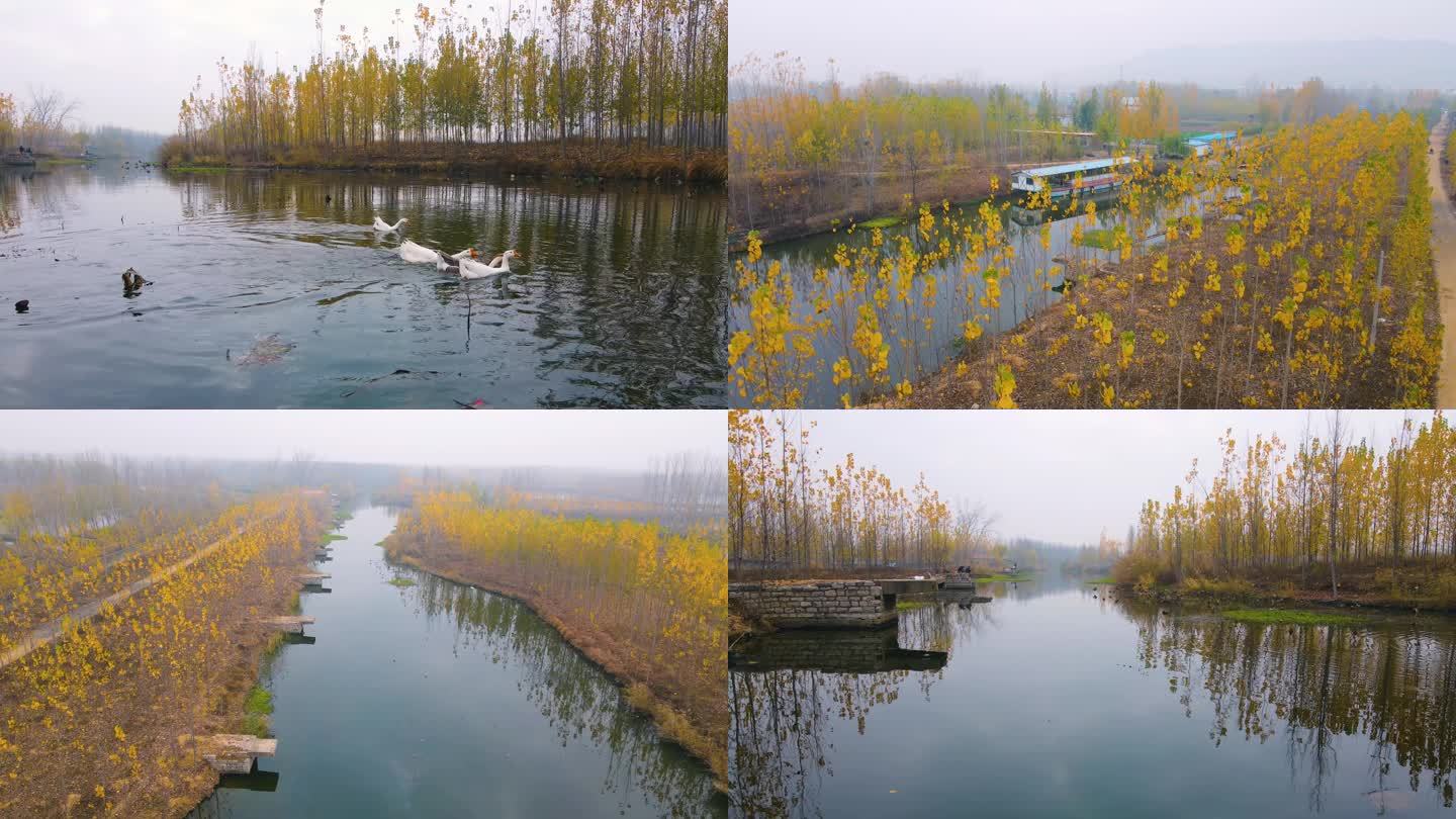 鹅 大白鹅在水中嬉戏 秋天风景