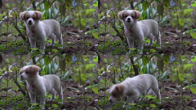 4K萌宠可爱狗狗穿越树林短镜头