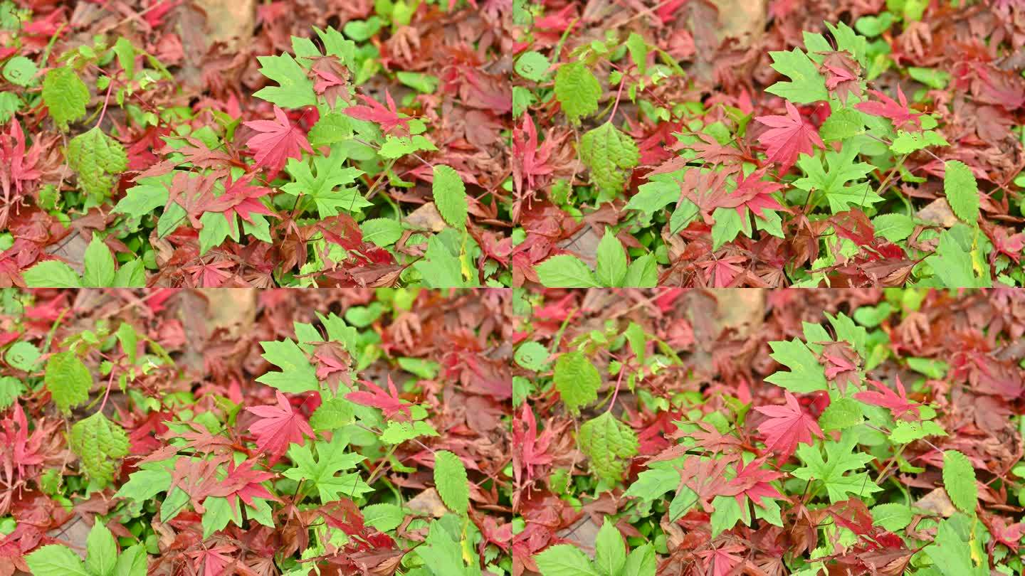 红叶绿叶秋季落叶地面