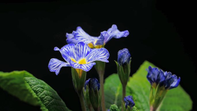 春天最早的花蓝紫色条纹斑马欧报春延时摄影