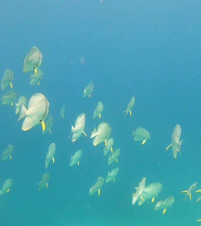 热带蝙蝠鱼群海底世界海洋生物探索小鱼