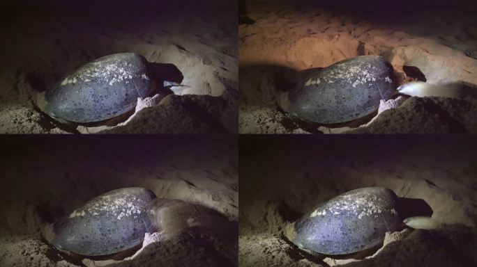 LS海龟在海滩上产卵