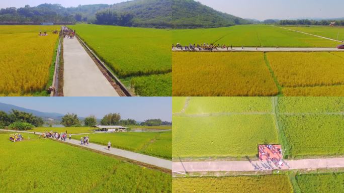 水稻生产研究基地 小学生夏令营 乡村振兴