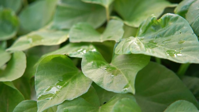 慢镜头雨滴落在茁壮生长的红薯叶片上