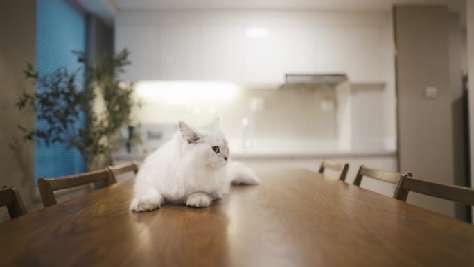 猫咪 猫粮猫趴在桌子上升格