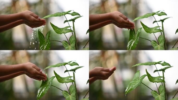 用手给植物浇水。慢慢净化空气的植物浇水视频。为我们喜爱的植物浇水。空气净化器