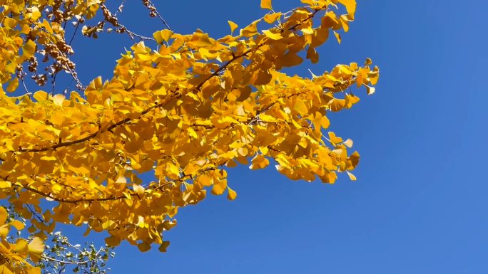 秋天来了、金黄色的银杏树、白果树 01
