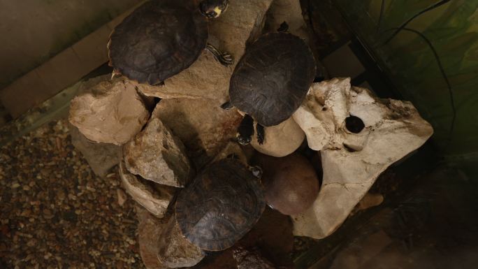 异国情调的海龟，在水族馆里有共生关系