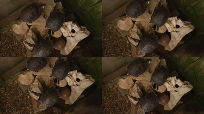 异国情调的海龟，在水族馆里有共生关系