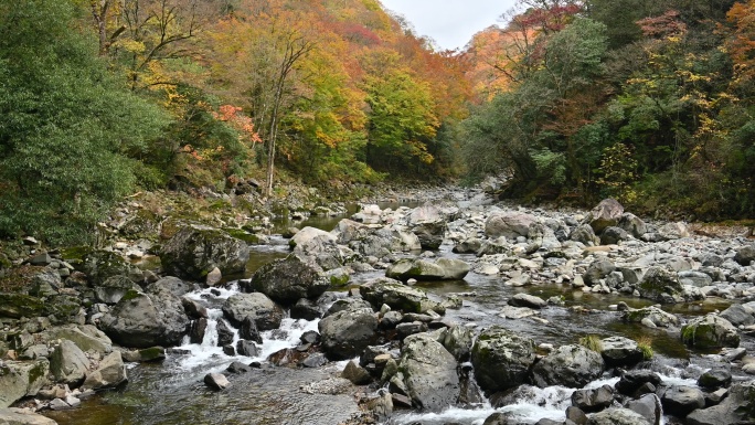 秋季红叶树叶飘落河谷溪流流水