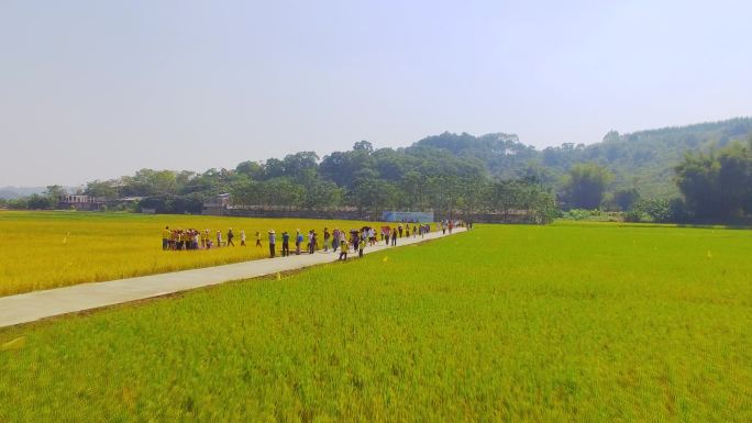 水稻生产基地 小学生户外夏令营
