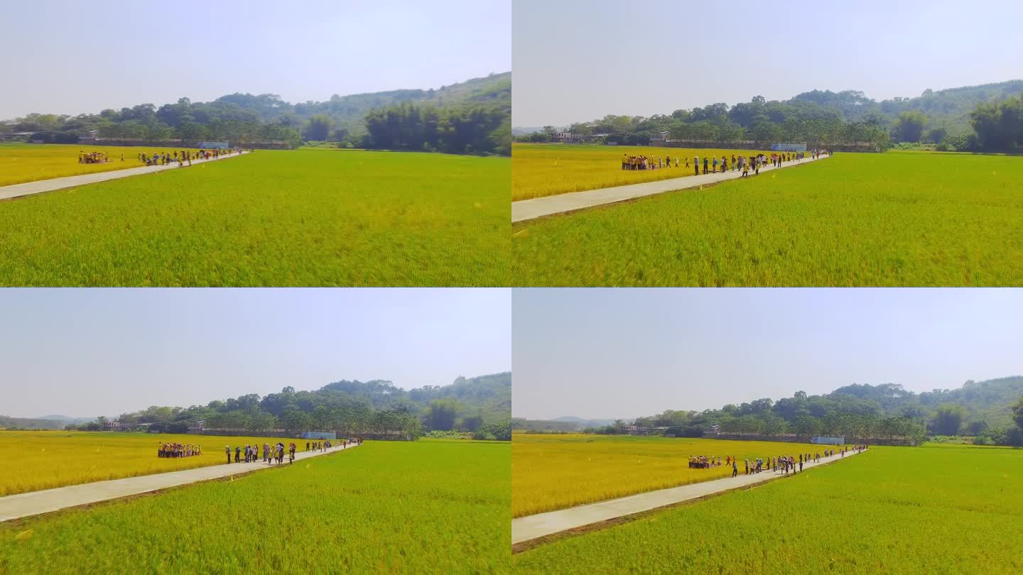 水稻生产基地 小学生户外夏令营
