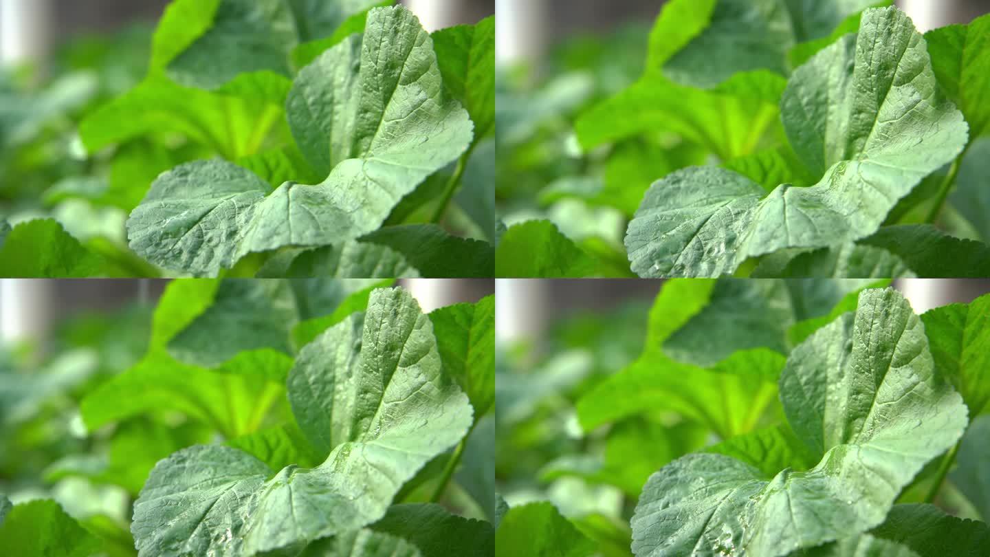 慢镜头雨滴落在茁壮生长的蔬菜叶片上