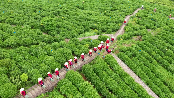 大麦屿火山茶 实拍视频 茶农采茶 农业