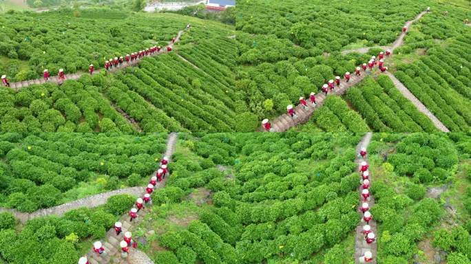 大麦屿火山茶 实拍视频 茶农采茶 农业