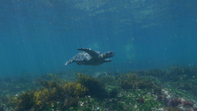 加拉帕戈斯海龟（太平洋绿海龟）在海底海草草甸游泳