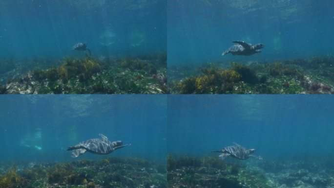 加拉帕戈斯海龟（太平洋绿海龟）在海底海草草甸游泳