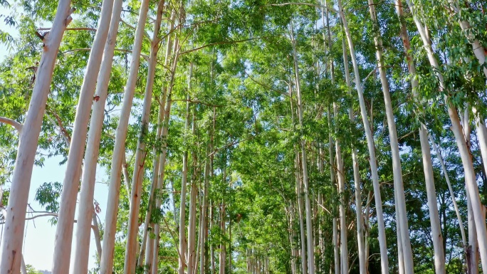 林荫小路阳光桉树林合集