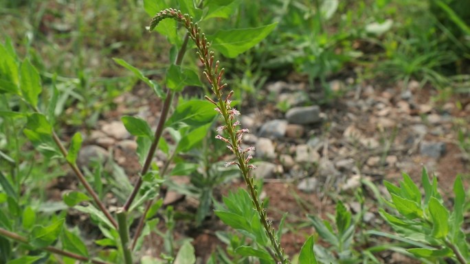 小花山桃草 花序 花朵 植株