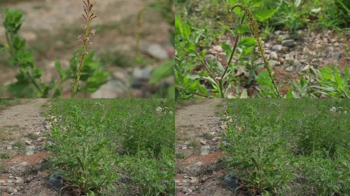 小花山桃草 花序 花朵 植株