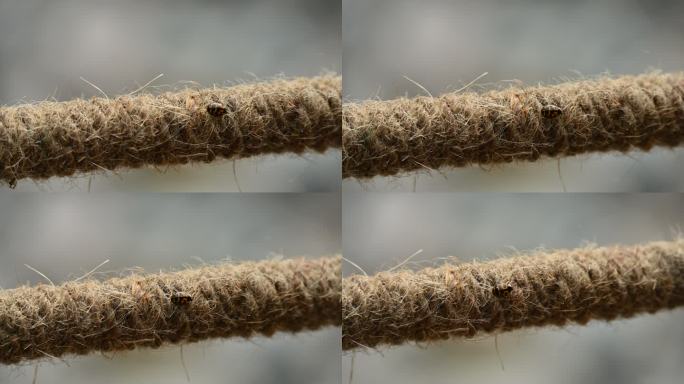微距昆虫瓢虫爬动绳索