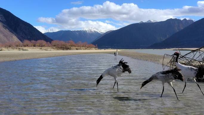 西藏越冬黑颈鹤