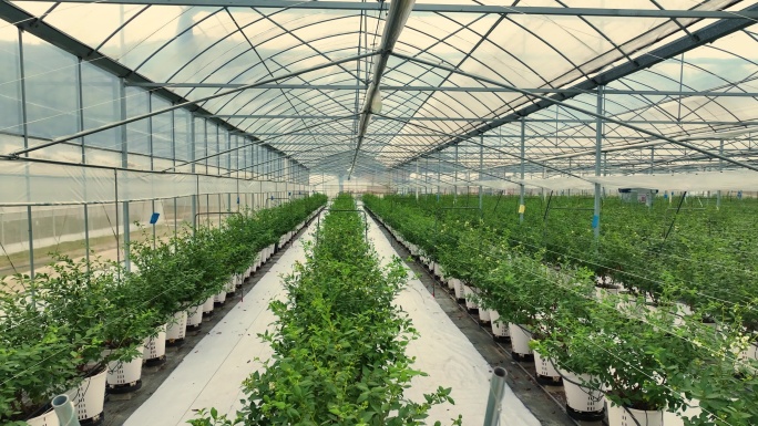 大棚基地农业蓝莓种植温室现代蔬菜科学灌溉