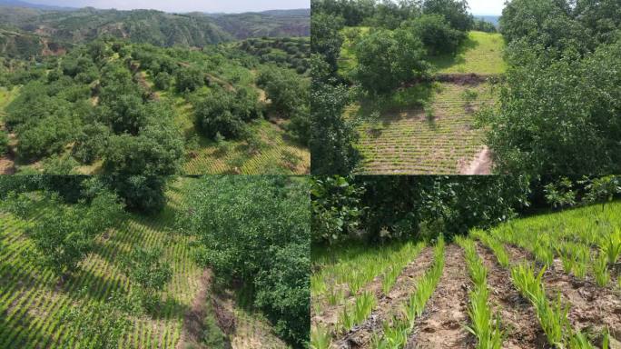 中药 柴胡 种植基地