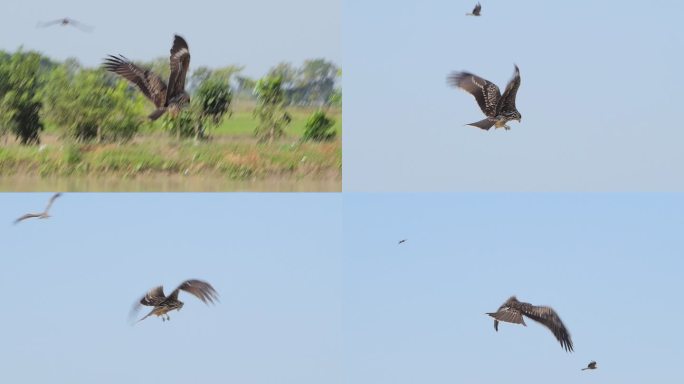 黑耳风筝抓鸡肠湿地湖泊鸟类生态环境保护野
