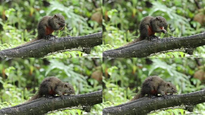 赤腹鼠、松鼠吃食