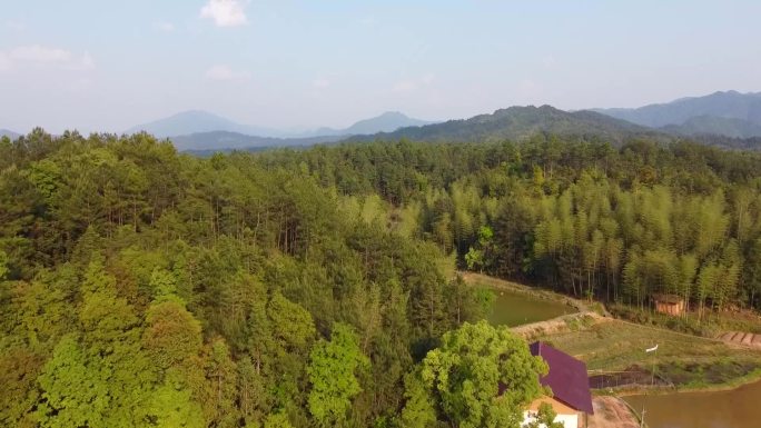 山村别墅竹林水稻田鸭子