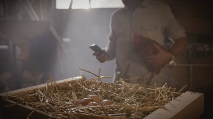 SLO MO DL农夫在谷仓内用手机时抱着一只母鸡
