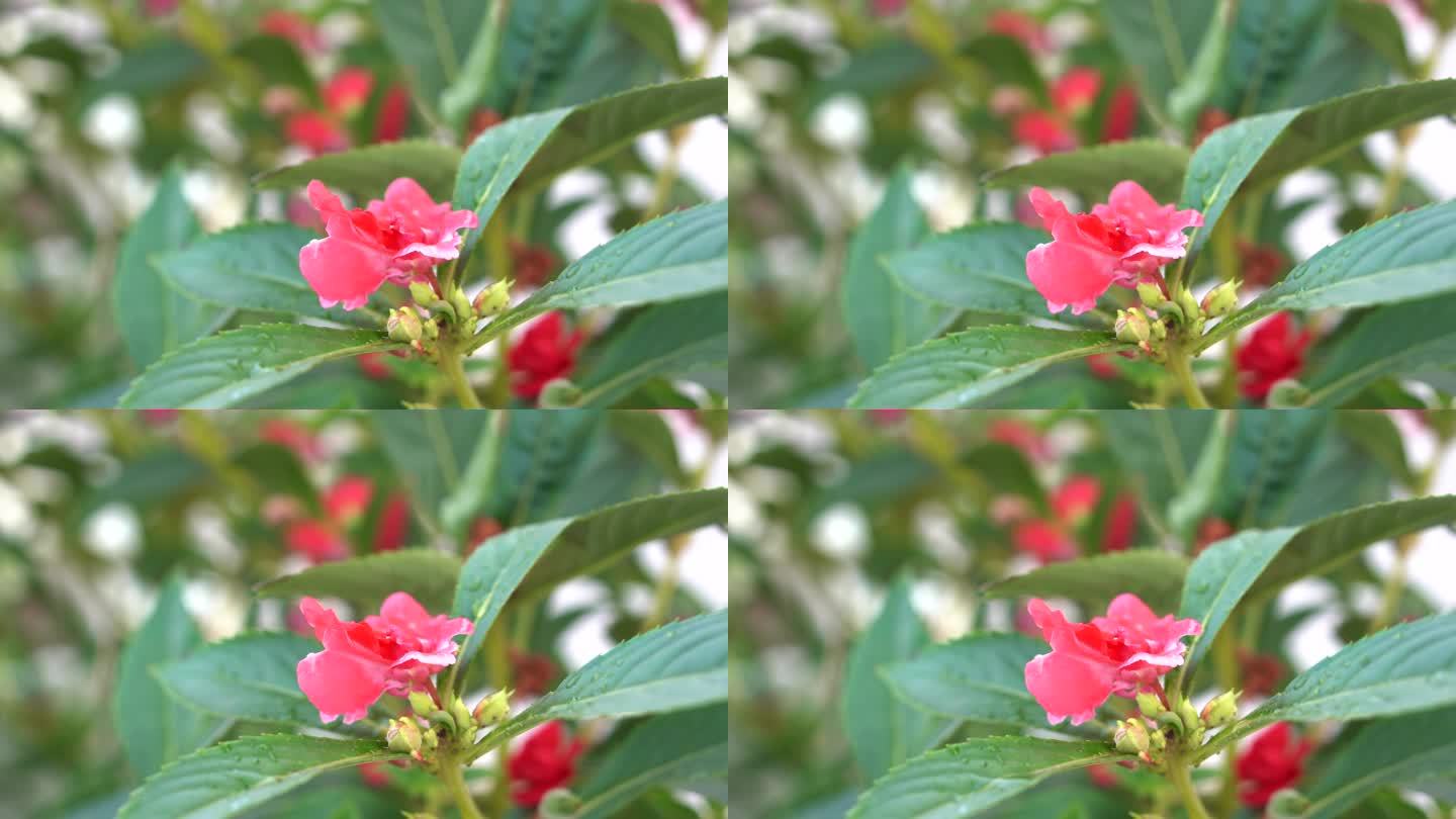 4K花丛红花沐浴在阳光和细雨中
