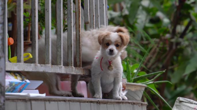 4K两只萌宠可爱小狗在栅栏警惕张望