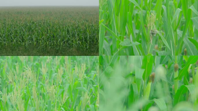 农业温室大棚现代智慧有机玉米科学种植灌溉