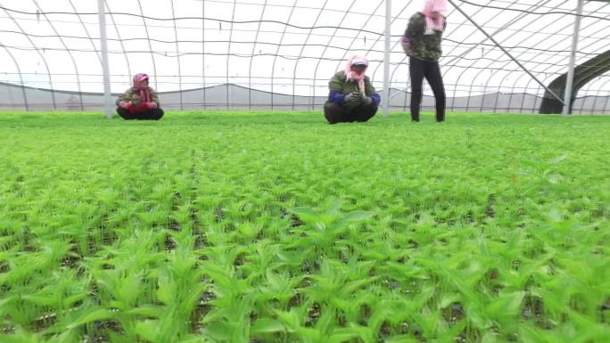 蔬菜生产基地蔬菜培育春种季节蔬菜致富之路