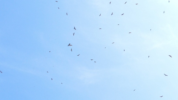 黑耳风筝在蓝天上飞翔。