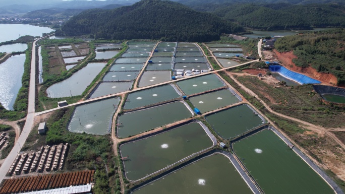 渔场 养殖鱼 生态鱼养殖基地