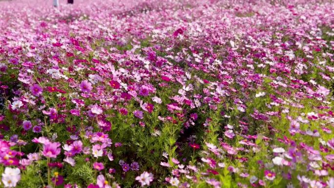 格桑花、花海打卡地旅游、鲜花盛开 02