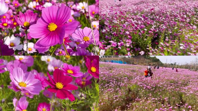 格桑花、花海打卡地旅游、鲜花盛开 02